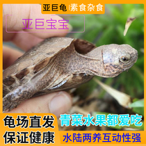 亚洲巨型龟亚巨乌龟观赏亚巨种龟素食龟吃菜吃水果龟半水龟互动强