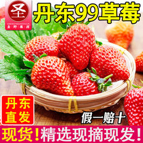 【现货】丹东99红颜草莓3斤现摘新鲜奶油牛奶东港九九大草莓当季