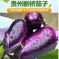 贵州新鲜紫皮茄子现货速发椭圆土断桥短茄子老品种鲜嫩软糯蔬菜