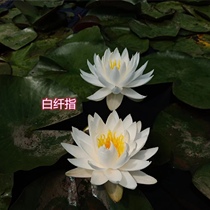 白纤指 莲花种茎变色白色睡莲根块水生植物花卉庭院别墅花园水池