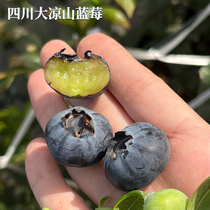 水果猎人杨晓洋推荐四川大凉山蓝莓鲜果新鲜采摘发出酸甜整箱包邮