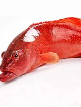 1.6-1.8斤/条 鲜活红东星斑海鲜水产深海石斑鱼 可清理 北京闪送