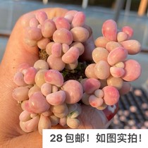 【七总】多肉桃蛋，桃之卵糖果丸叶命运小老桩群生状态稀有便宜