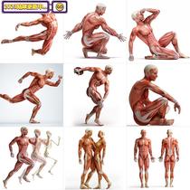 高清人体骨骼动态肌肉结构组织绘画素描参考医学海报JPG图片素材