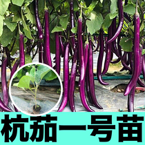 杭茄一号苗秧紫长线茄子种子春秋四季阳台盆栽皮薄香糯南北方种植