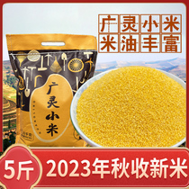 2023年新广灵小米5斤山西特产小黄米熬粥饭农家自产食用杂粮米脂