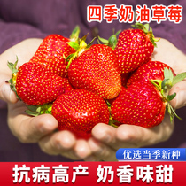 奶油草莓种子水果种籽春四季阳台盆栽室内外高产易活蔬菜种孑大全