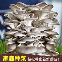 自种家种蘑菇菌包菌菇种植包平菇香菇磨菇种菌种可食用金针菇批发