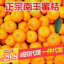 正宗江西南丰蜜桔贡桔10斤小橘子当季新鲜现摘水果砂糖橘整箱包邮