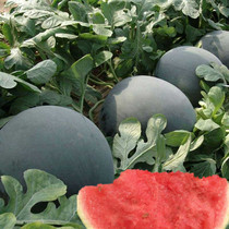 无籽西瓜种子特大新疆红瓤水果籽懒汉黑皮红肉超大夏春季蔬菜种孑