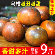 乌柑黑皮<em>沃柑</em>新鲜水果柑橘橙子广西武鸣大果丑柑橘脏脏柑橘9/5斤