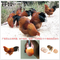 广西灵山土鸡桂香鸡种蛋受精蛋20个可孵化小鸡苗麻鸡广东农场直发