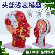人体头骨带肌肉神经血管模型型 美容面部神经微整形 医学解剖