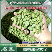 蚕豆种子兰花豆罗汉豆种籽南豆胡豆高产绿肥日本大白蚕豆芽菜种孑