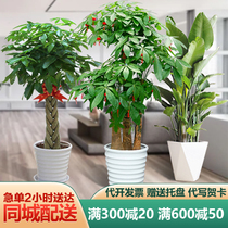 北京大型发财树绿植盆栽客厅办公室开业乔迁植物花卉新居同城配送