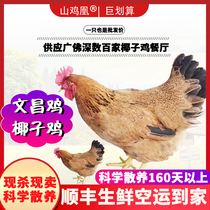 【山鸡凰】文昌鸡海南农家散养椰子鸡新鲜整鸡走地鸡土鲜鸡肉