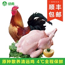 【绿肴乐】清远农家散养太监土公鸡阉鸡整只新鲜现杀扇鸡走地鸡肉