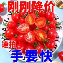 广西新鲜千禧圣女果<em>西红柿</em>小柿子小番茄樱桃当季特产水果蔬菜整箱