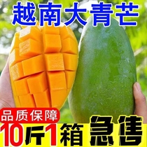 越南青芒新鲜水果10斤应季孕妇热带进口青皮甜心芒果包邮大果单果