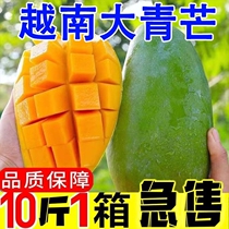 越南青芒新鲜水果10斤应季孕妇热带进口青皮芒果包邮大果单果特大