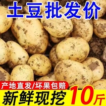 【超低价】新鲜黄皮黄心土豆新鲜现挖马铃薯当季蔬菜农家土豆包邮