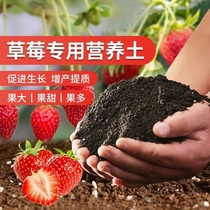 草莓专用营养土瓜果树通用土壤盆栽种植土阳台有机土肥料批发种菜