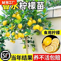 香水柠檬树苗盆栽带果室内四季柠檬苗食用柠檬树果苗带土新鲜种植