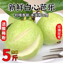 广东芭乐白心番石榴软糯奶油珍珠巴乐9斤当季新鲜水果潘番桃整1箱