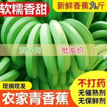 云南新鲜高山青香蕉现摘现发大香蕉热带水果自然熟banana芭蕉