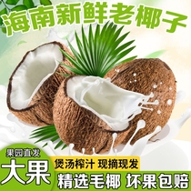 海南老椰子新鲜4个装去皮毛椰子水果椰青牛奶椰皇宝椰汁孕妇当季