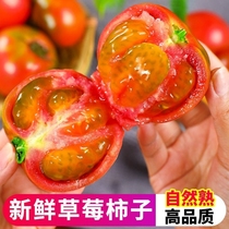 丹东应季新鲜铁皮草莓即食柿子自然熟碱地柿子5斤西红柿番茄包邮