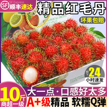 顺丰速发10斤泰国红毛丹新鲜水果当季进口毛荔枝水果甜红牡丹整箱