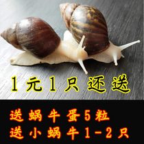 宠物白玉蜗牛活物明珠巨型大蜗牛产卵观赏小蜗牛学生科学实验教学