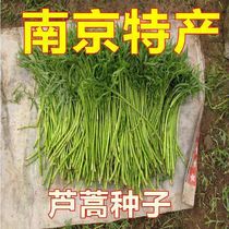 芦蒿种籽南京特产水蒿柳蒿种子四季种植蔬菜