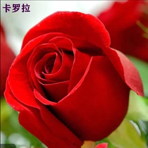 卡罗拉红色玫瑰月季花苗浓香大花四季开庭院阳台盆栽耐寒耐热切花