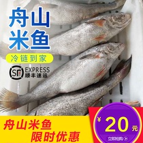 巴沙鱼东海野生舟山大米鱼新鲜海鲜 1斤左右1条4斤起拍鲜活水产鱼