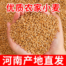 小麦种子小麦粒麦子粒麦粒优质米草种籽猫草2023新发芽榨汁麦芽糖