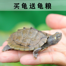 小乌龟活物深水龟吃粪龟宠物热带观赏龟地图龟素食吃菜网红七彩龟