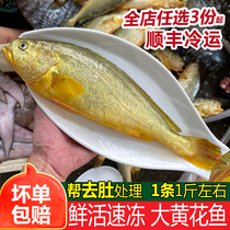 大<em>黄花鱼新鲜</em>冷冻海鱼海鲜水产1条500g左右红口鱼金龙鱼大黄鱼