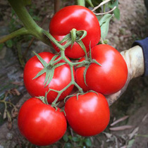 农家大番茄种子中蔬四号西红柿阳台盆栽庭院有机蔬菜籽四季种植