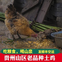 贵州正宗土鸡农家土鸡蛋3年走地老母鸡草鸡自养笨鸡现杀鸭子土鹅