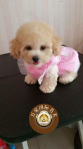 北京犬舍香槟色茶杯泰迪幼犬纯种玩具贵宾活体出售宠物狗狗幼犬