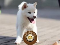 赛级血统日系柴犬幼犬 出售 赤色日本柴犬幼犬宠物狗狗 保证健康