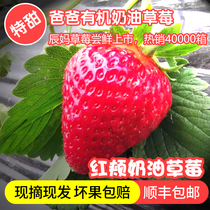 巧克力草莓新鲜草莓奶油草莓牛奶草莓日本红颊草莓建德草莓3斤装