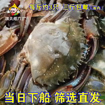 渤海兴城赤甲红海红蟹石甲红鲜活大红夹子大红甲海鲜螃蟹海蟹
