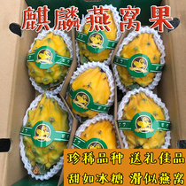 新鲜麒麟果5-8只原箱燕窝果黄色火龙果宝宝水果礼盒现货水果包邮