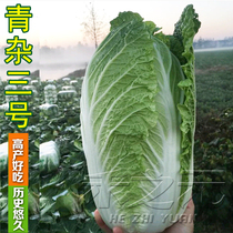 新货大白菜种子种孑种籽青岛四季王耐寒秋季冬山东胶州不