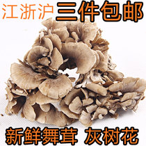 全球受欢迎 灰树花新鲜150g 舞茸茶舞菇 易碎Mushroom 食用真菌菇