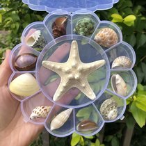 天然海螺贝壳套餐海星标本礼盒装儿童海洋生物科普材料幼儿园礼物