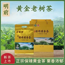 2024黄金茶绿茶浓香春新茶湘西保靖明前原产地春茶散装群体老树茶